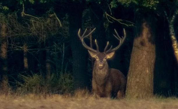 #rotwild #brunftzeit #reddeer #reddeerrut #ruttingseason #wild #wildlife #justwilderness #wildtier #tierfotografie #wildesdeutschland #deer  #animal #animals #nature #tier