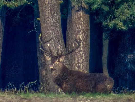 #rotwild #brunftzeit #reddeer #reddeerrut #ruttingseason #wild #wildlife #justwilderness #wildtier #tierfotografie #wildesdeutschland #deer  #animal #animals #nature #tier
