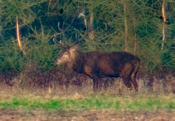 #rotwild #brunftzeit #reddeer #reddeerrut #ruttingseason #wild #wildlife #justwilderness #wildtier #tierfotografie #wildesdeutschland #deer  #animal #animals #nature #tier
