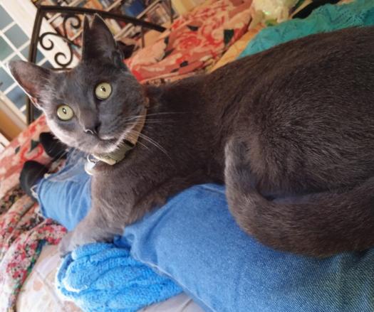 A blue cat with green eyes lying on his human's legs. He has huge triangle ears, his left one has a notch cut in the tip. The corner of a blue blanket pokes beneath the denim clad legs, and is almost the sam colour. Feet in black and rainbow socks, more blankets, and part of a white glass door are just visible in the background.