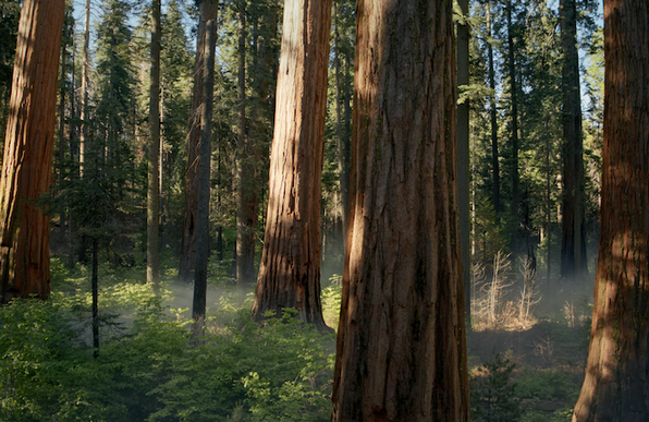 Sequoia screen saver.