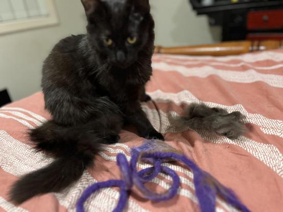 Photo of black kitten sitting on a bed. In front of him is a purple hand-made woollen cat toy. To his right, a large pile of his shedded fur after being brushed. We almost finished - it was our most successful yet!