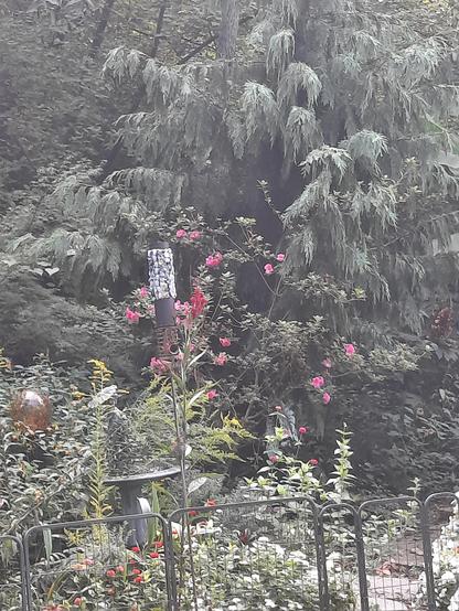 Garden setting where an Alaskan cedar and reblooming pink azalea comingle.