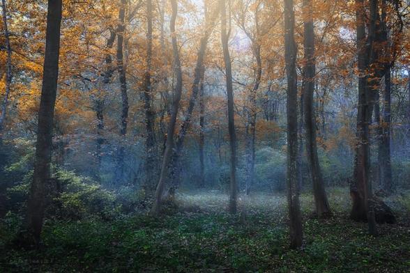 Summer has passed and autumn has arrived with its beautiful warm colors. Golden tones can already be seen on the leaves but the grass is still green. Soon everything will be yellow, orange and red. Walking in nature that October day, I came across this small forest. When I went a little deeper, I was mesmerized by this sight. The trees around me swayed gently in the breeze as if they were doing some forest dance. In the distance, a bluish haze in the depths of the forest mingled with the yellow colors of the sunlight above. Everything looked so beautiful, dreamy and peaceful. The silence was disturbed only by the rustling of leaves in the wind. For me, every entering into the forest is special and exciting and always evokes special emotions.

One October day in Central Serbia. From the Forests and Groves collection.