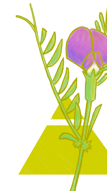 Ilustración a línea amarilla y mancha a color de una arvejilla (flor rosa pequeña con pétalos ovalados que forman una caperuza). Detrás, aparece un triángulo equilátero amarillo apuntando con su vértice hacia arriba atravesado por una línea blanca cerca de su vértice.