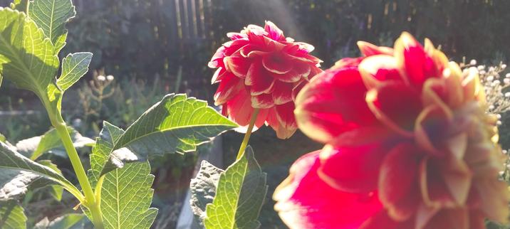 Two large full blossomed red and yellow dahlia lit from behind by late afternoon sun