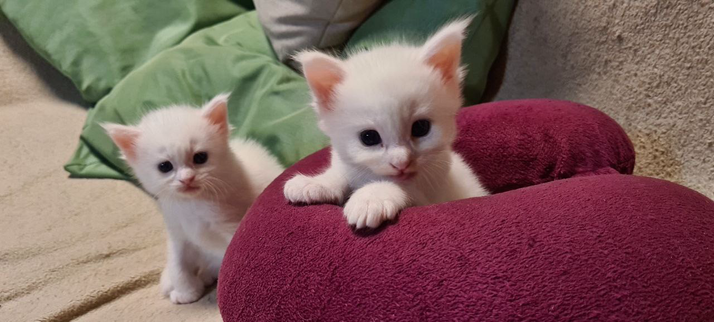 Two white baby Maine Coon kitten. 