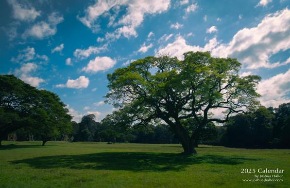A tree on the grounds of Angkor Wat is the cover image for my 2025 calendar themed on Asia. 