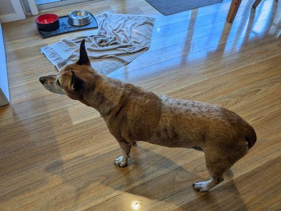 Photo of a red/brown dog standing in a dining room with wooden floor tiles. In the background of the photo are they dog’s food and water bowls. The dog is looking up, very attentively, at someone off camera. 