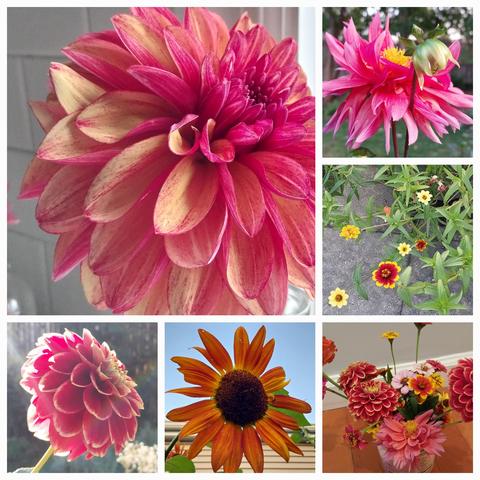 Collage of six blooms, up close. From top left
-Huge showy dahlia in yellow and pink
- light purple multi petaled 
- Persian zinnia in orange and bright yellow
- small vases of cut zinnia and dahlia in pinks and yellows
- orange brown sunflower
- another showy big bloom dahlia in dark pink