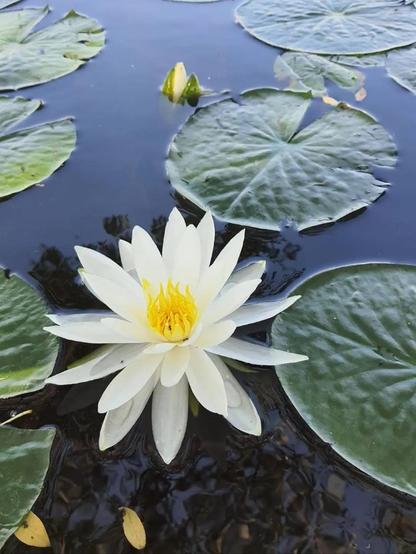 Lotus