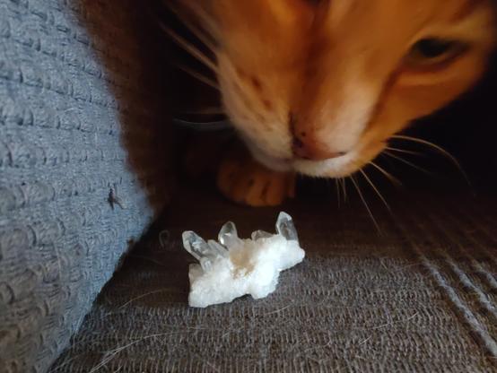 Simba presents small quartz crystals for mineral cup