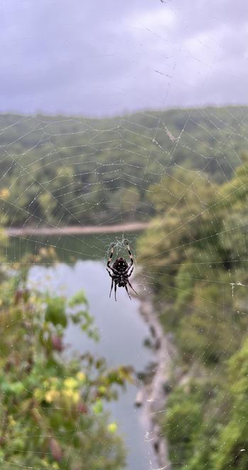 A spider is positioned in the center of a web, with a blurred natural landscape and water visible in the background.