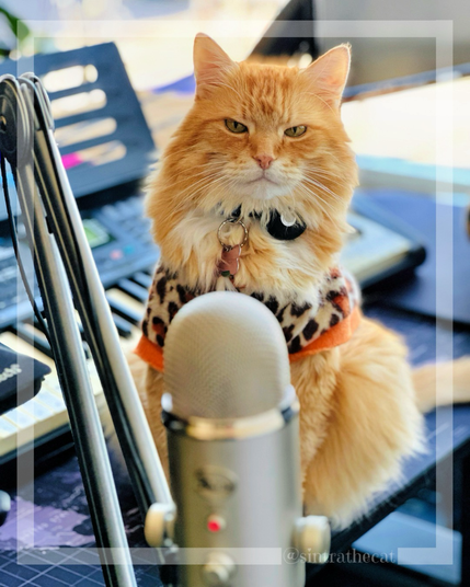 Sintra the Cat is getting ready for podcasting 😻