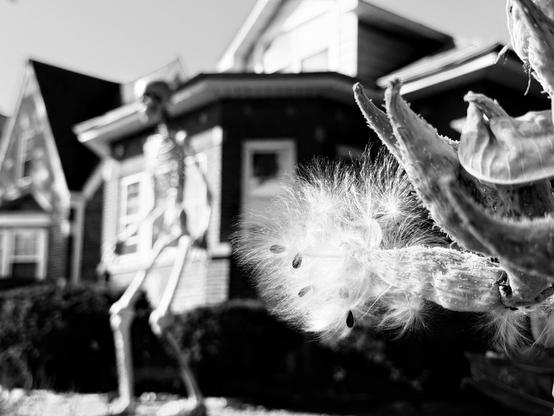 A black and white image featuring a skeleton figure in the background and a spiky cactus with fluffy seed pods in the foreground. There is a house visible behind the skeleton. Taken with iPhone16Pro using the Stark B&W filter.
