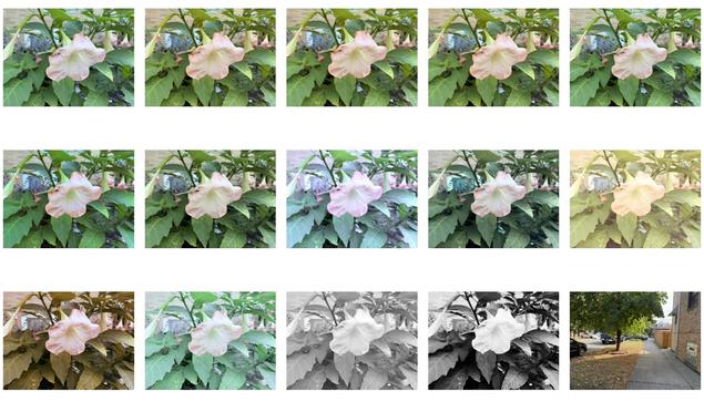 A series of images displaying a pink flower with a trumpet shape, surrounded by green leaves. The flowers are depicted in various color filters, including standard color, sepia, and black and white.