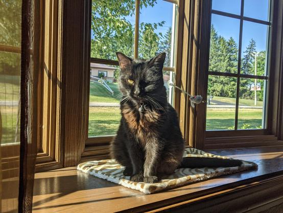 Photo of the same small back cat sitting in the window with the sunlight on her eyes making her look a little angry but she's not, she's just enjoying the sunshine. 