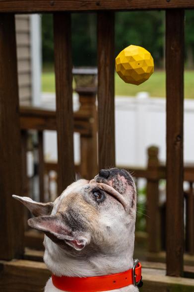 A pied fawn French Bulldog waits to catch a yellow ball in his mouth. He's looking up at the ball as it drops towards him.