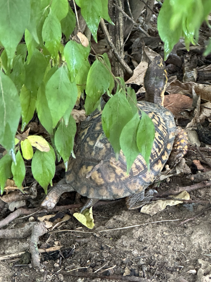 Green leaves partially obstructing view of a box turtle from behind peering up in leaf litter on the forest floor