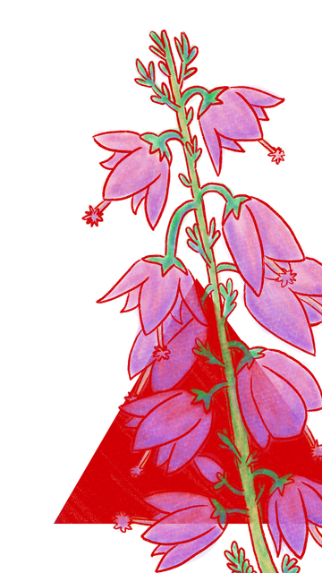 Ilustración a línea amarilla y mancha a color de una rama de brezo (rama verde con florecitas pequeñas rosas con forma de campanilla). Detrás, aparece un triángulo equilátero rojo apuntando con su vértice hacia arriba.
