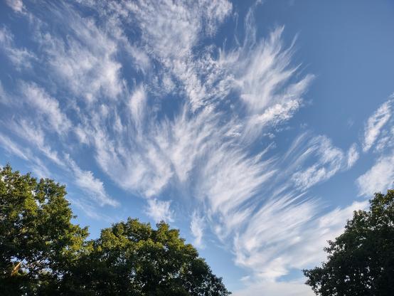 White clouds against a deep blue sky, framed by trees tops lit by the late afternoon sun. The clouds are wispy plumes, like tufts of fur from a white dog.