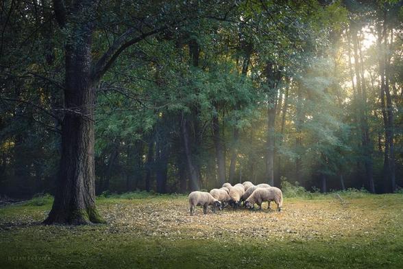 I took this photo one day while I was walking in nature and passing through one small forest at the edge of the field.
When I entered the forest and went a little deeper I came across this scene.
A flock of sheep was grazing under one big tree while the late sun rays were breaking through the trees illuminating that. The sheeps were grazing peacefully, paying no attention to me although I was very close to them. It's early autumn and nature is still green but soon, leaves will become yellow and fall down on the ground. The grass will wither and there will be much less food for them. But until then this little group enjoys in nice weather and doesn't boor with the future.

One October day in Sumadija, central Serbia. From the Forests and Groves collection.