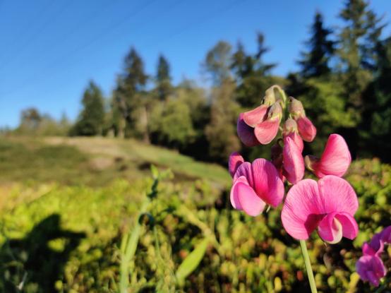 A bright pink pea blossom blooms in the foreground, with sunlight hills out of focus beyond it.