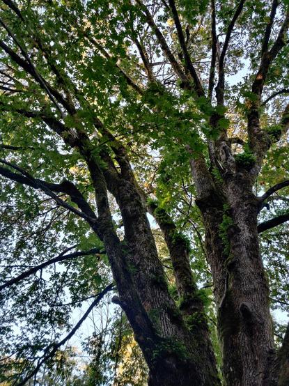 A large maple tree, supporting dozens of small ferns that grow in each crevice.