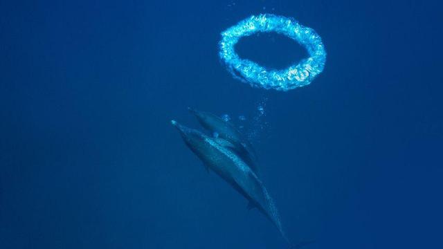  But even if they have seen the bubbles, they wouldn’t have seen a machine making them. 