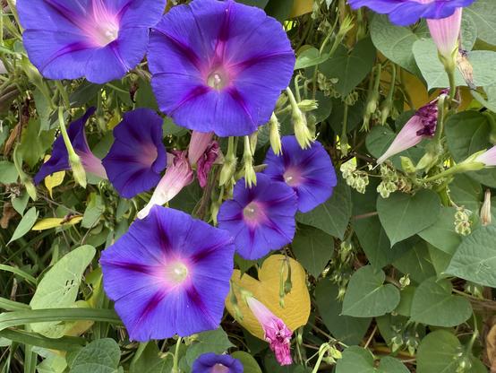 A vibrant display of purple morning glory flowers with pink and white centers, surrounded by green foliage and some withered flowers.