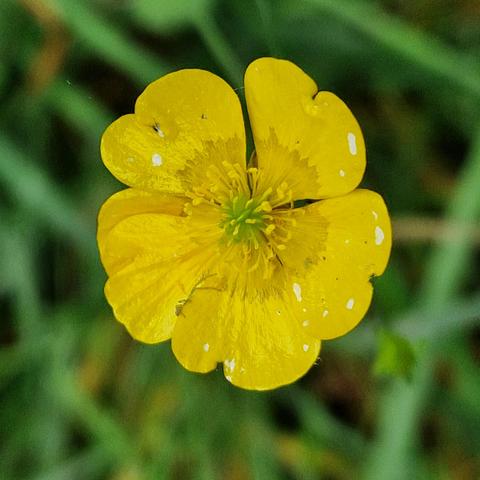 Eine kleine gelbe Blüte des Scharfen Hahnenfuß. Leider bei schlechtem Licht heute mit dem Handy aufgenommen und etwas unscharf.