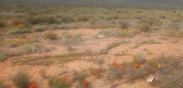 A photo of a patch of pale brown ground.
It has plants growing in straight lines often crossing one amother
