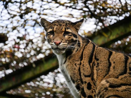Close-up of an ocelot, a spotted wild cat with sleek fur and expressive eyes.