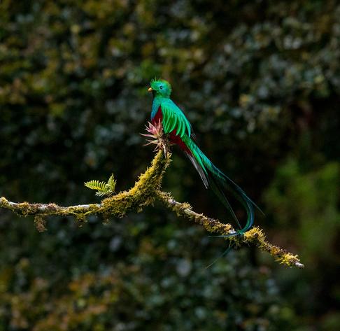 Close-up of a resplendent quetzal, a vibrant green bird with a striking red chest and long tail feathers, perched on a branch in its natural habitat.