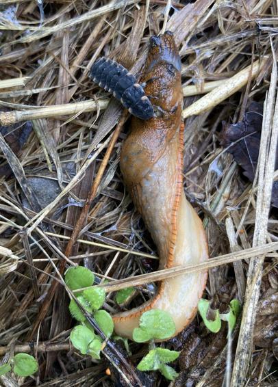 Larve des Glühwürmchens frisst eine Nacktschnecke. 
