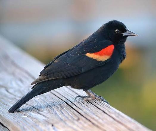 Profile photo of red-winged blackbird standing on a faded wood beam