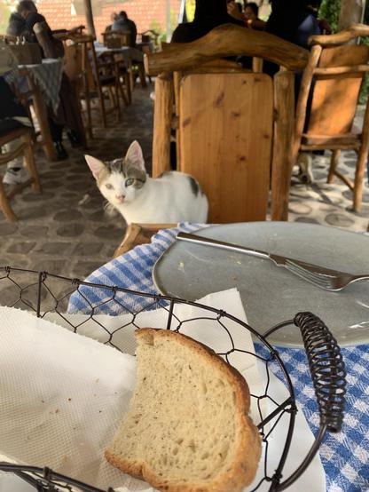 The lunch table again. In the foreground, a basket of bread. In the background, a cat sits on a chair, looking hopefully for scraps