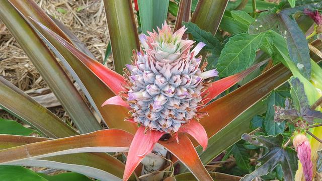 Small pineapple growing on the plant. 