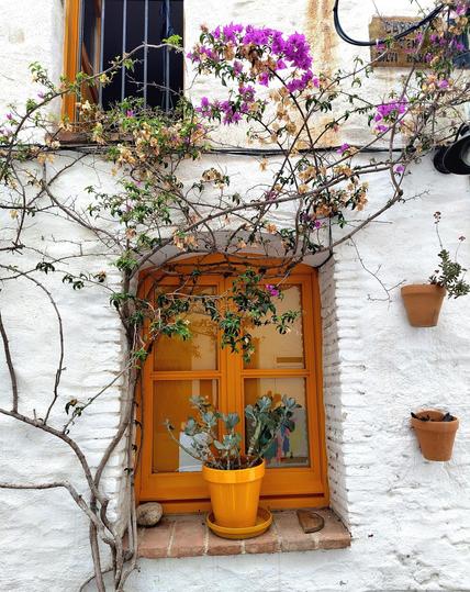Fenster in weisser Wand mit gelben Rahmen, gelben Blumentopf und rankenden Blumen. Zwei Tonblumentöpfen.
