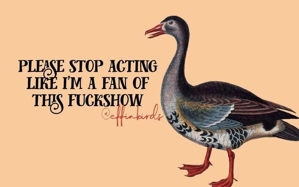 A painting of a bird beside the text " please stop acting like i'm a fan of this fuckshow"
