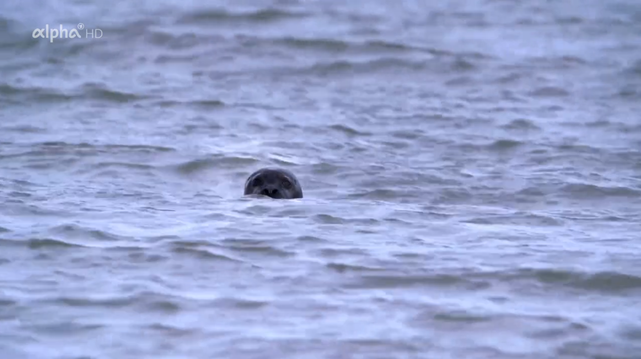 Long beaches, spectacular cliffs, lonely mountains: Rosslare in the southeast over the capital Dublin to the Howth peninsula is probably the most beautiful train route in the Republic of Ireland.

Contributors:
Directed by Ildico Wille
Directed by Kirsten Ruppel

Image source: ARD media library