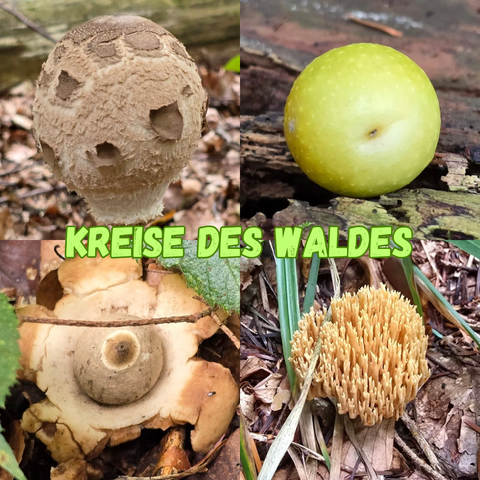 Vier Fotos in Quadranten angeordnet: Gemeiner Riesenschirmling (links oben), Galle einer Gemeinen Eichengallwespe (rechts oben), Halskrausen-Erdstern (links unten), Flattrige Fichtenkoralle (rechts unten).
Hellgrüner, mittiger Text in Majuskeln: Kreise des Waldes.