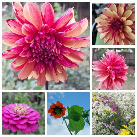 Large dahlia x 3 in pinks yellow
Small field of aster, both white and purple + bright golden rod, a tithonia bloom against blue sky and bright pink zinnia