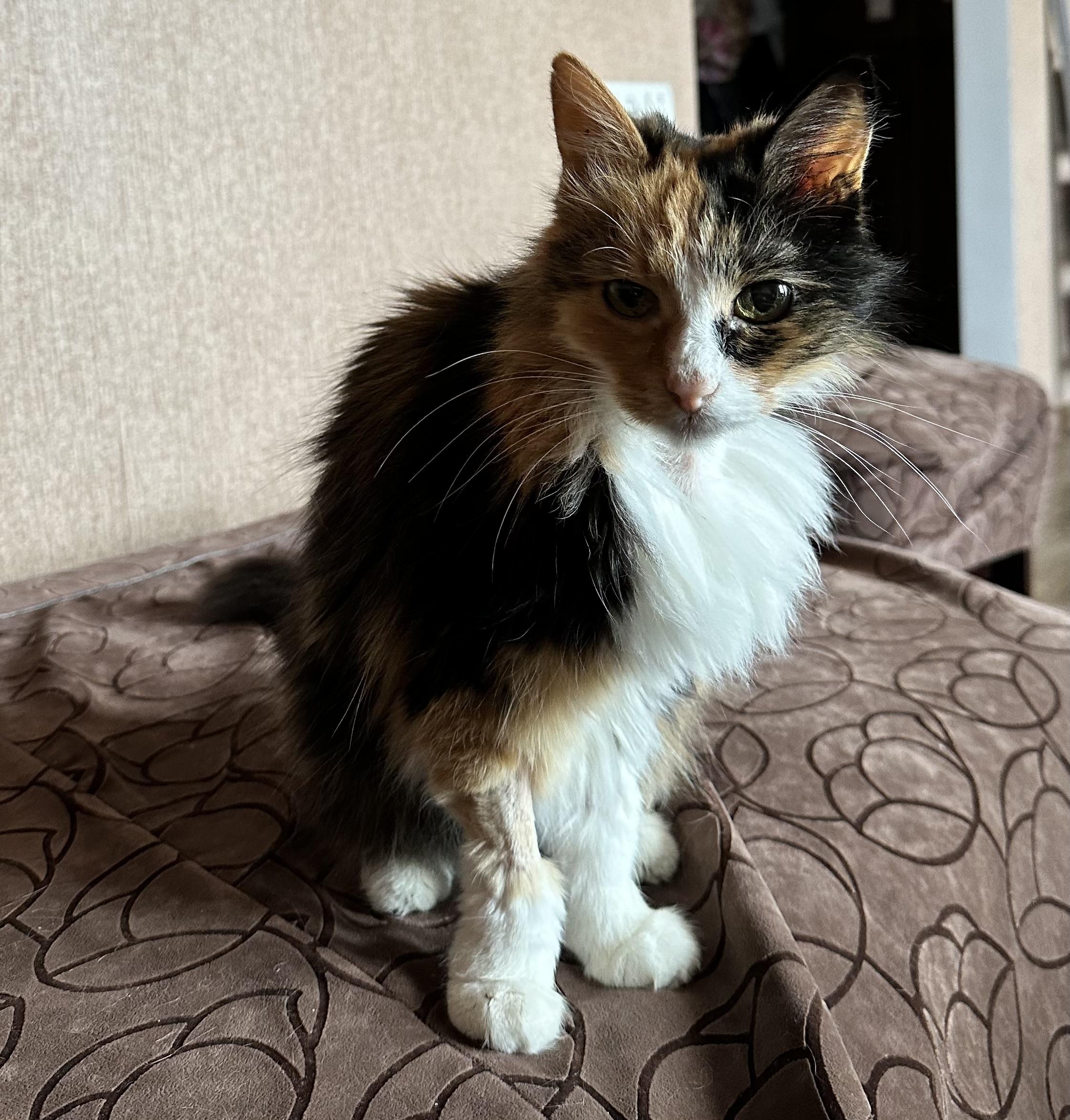 Skinny but still fluffy calico cat sitting on brown coach