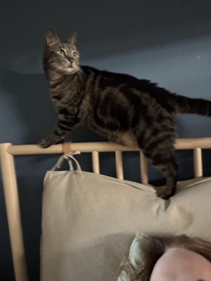A tabby cat is balancing on the back of a bed's headboard, looking curiously to the side. A person's head is partially visible in the foreground, with soft pillows behind. The background features a dark blue wall.