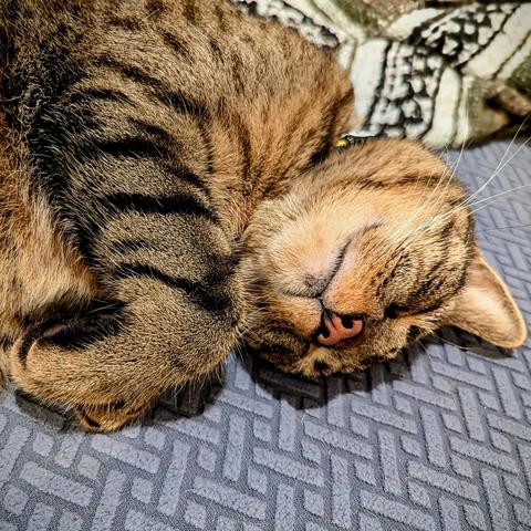 Spool, a cat