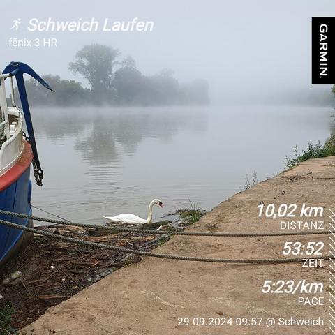 Schwan im Wasser am Ufer der Mosel.