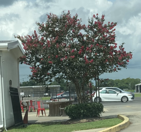 Flowering tree 