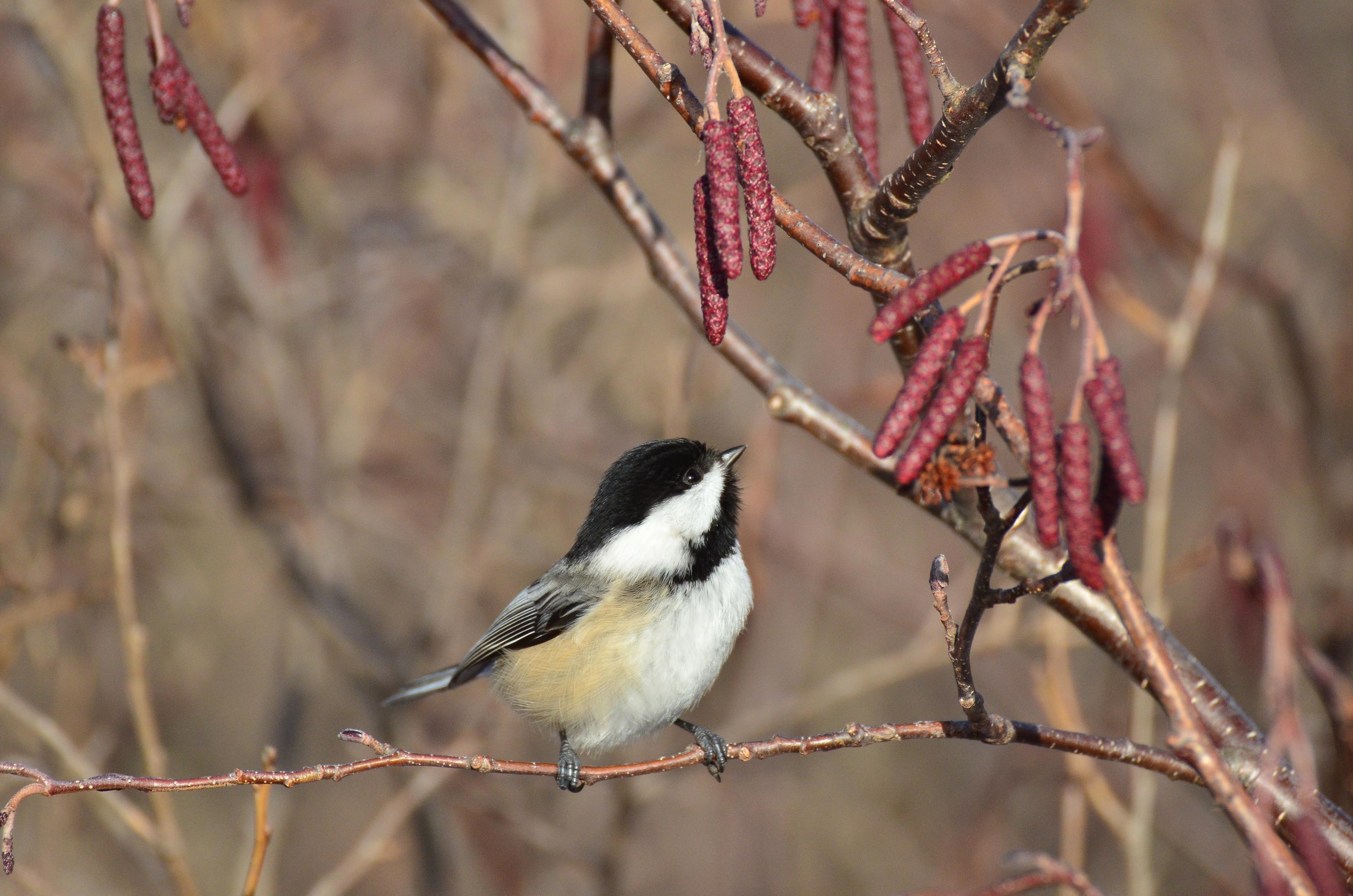 A%20black%20capped%20chickadee%20(tiny%20bird%20with%20white%20face%20and%20belly%20and%20a%20black%20%22cap%22%20and%20throat)%20perched%20with%20its%20teeny%2C%20tiny%20feet%20wrapped%20around%20a%20delicate%20branch.%20It%20is%20looking%20up%20at%20reddish%2C%20cylindrical%20catkins%20(flowering%20shoots).