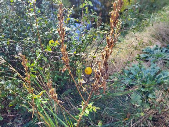 Sträucher mit einem Apfel im Herbst.